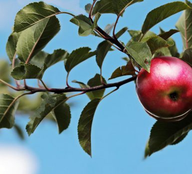 Juli 2022 – Der Apfelbaum