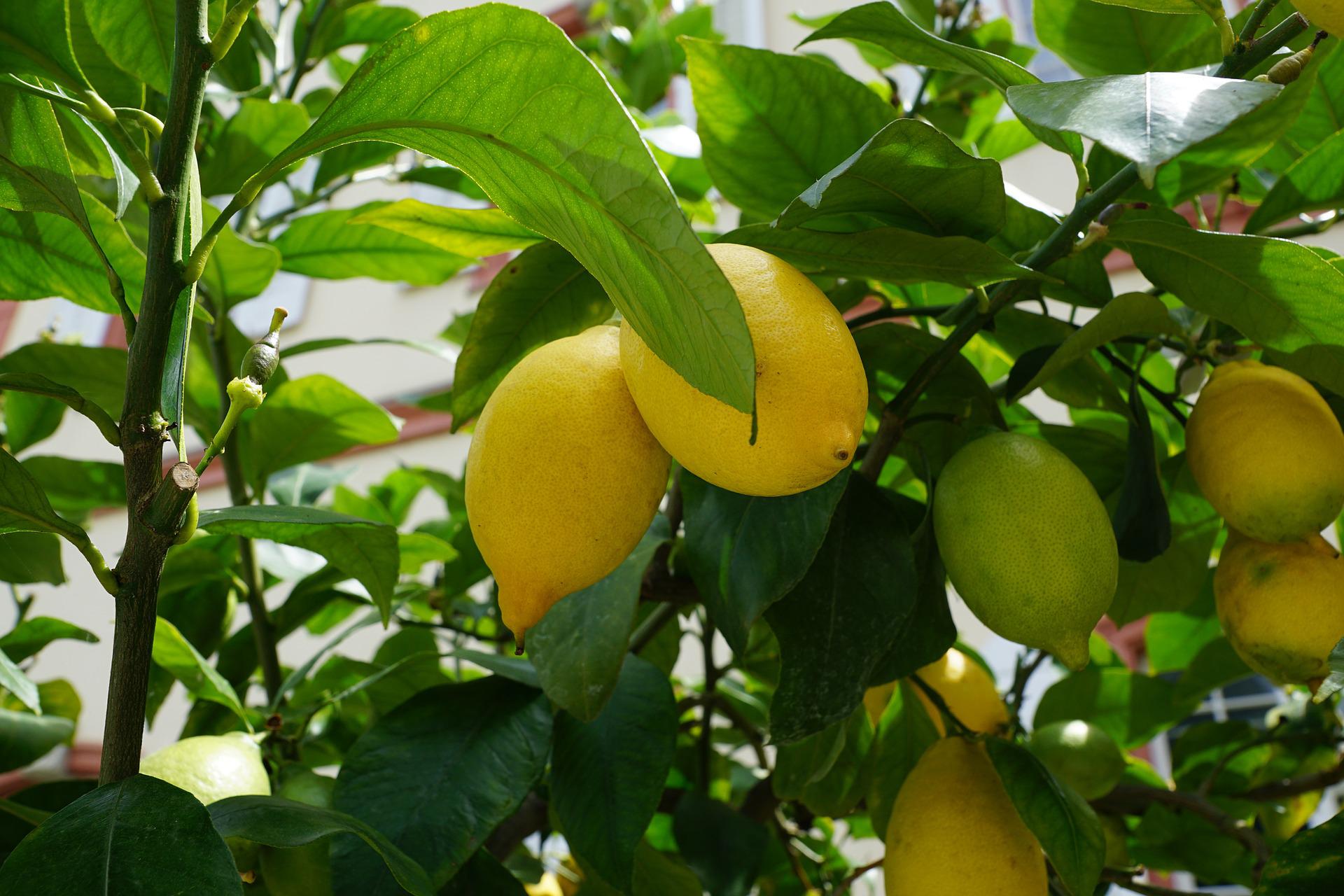 August 2022 – Der Zitronenbaum