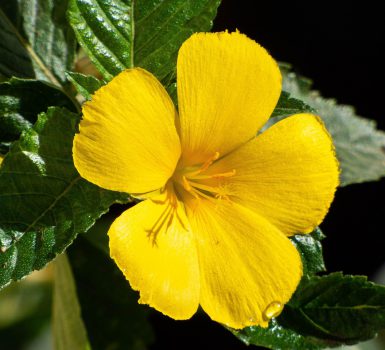 Juni 2025 – Damiana