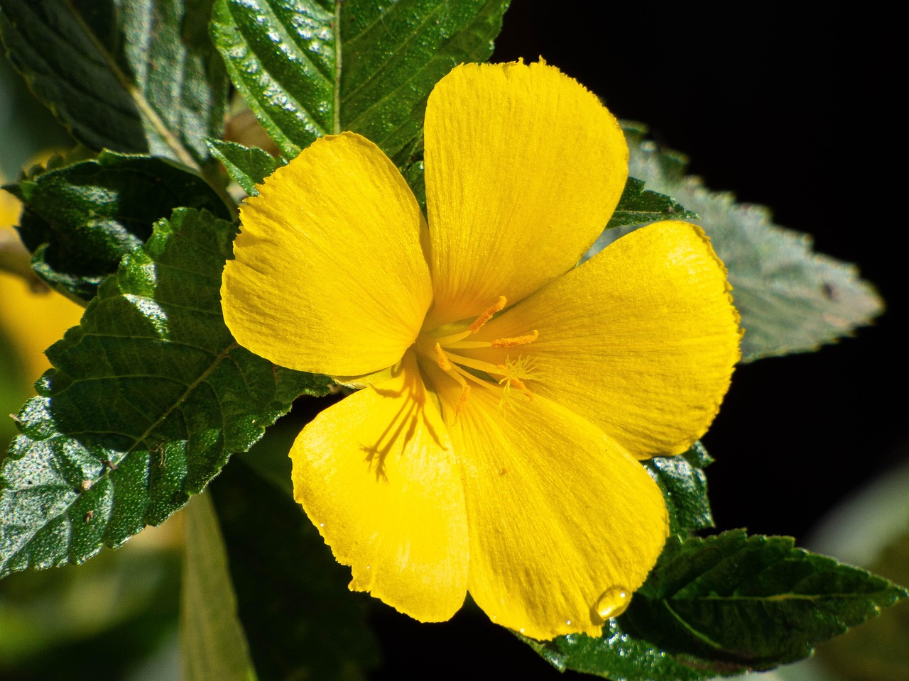 Juni 2025 – Damiana