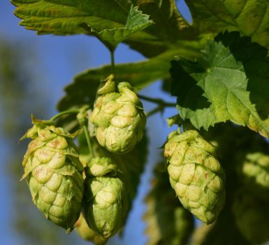 Oktober 2025 – Der Hopfen