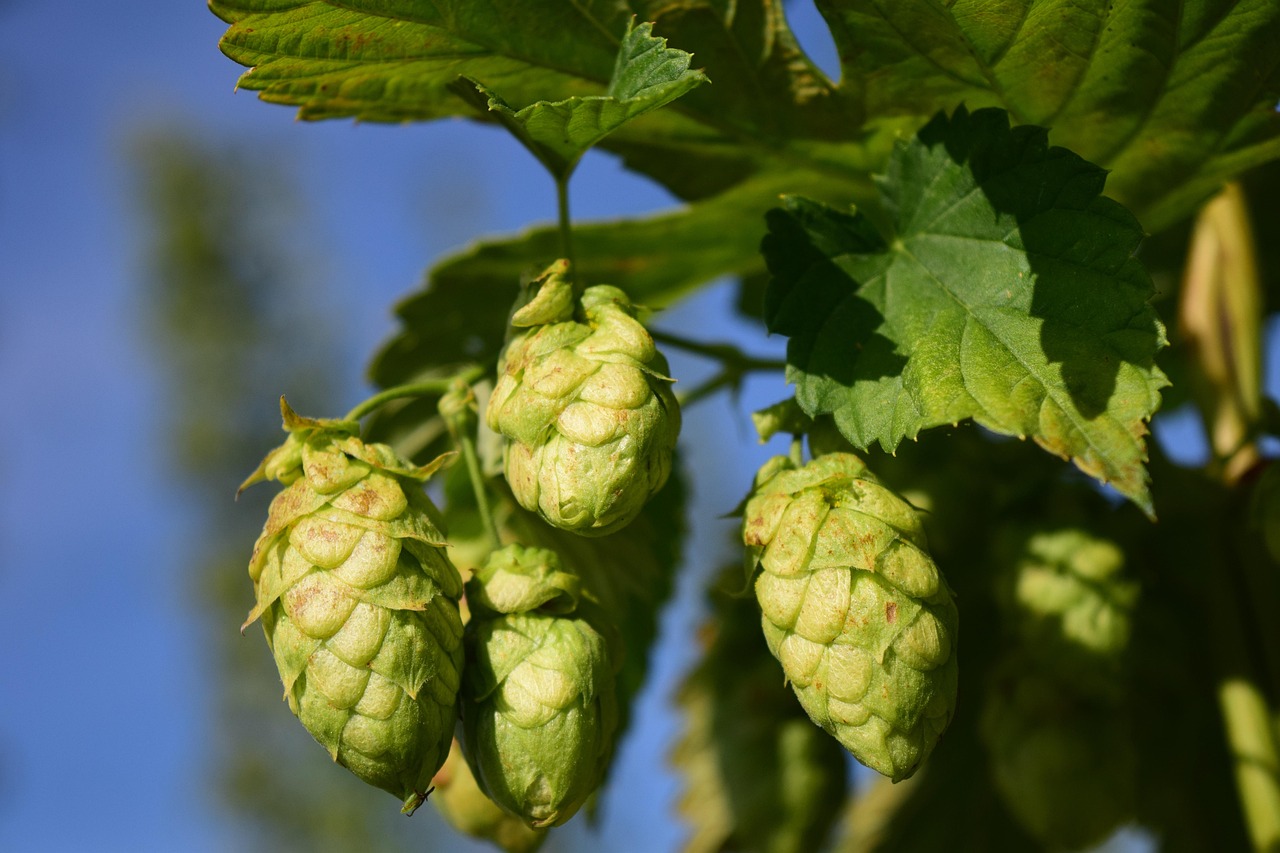 Oktober 2025 – Der Hopfen