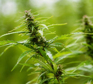 Dezember 2025 – Der Nutzhanf